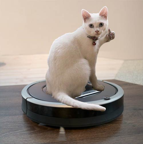 Cats and Roombas. Comprehensive Guide