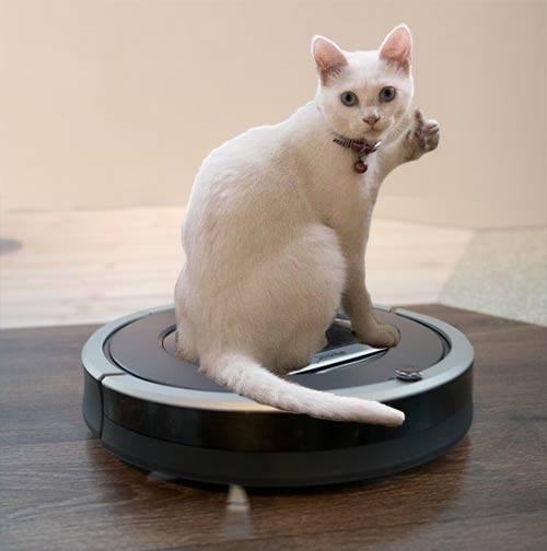 cat riding roomba